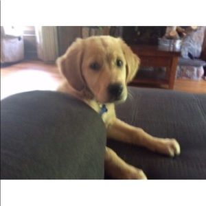 Meet your Posher, Dawn